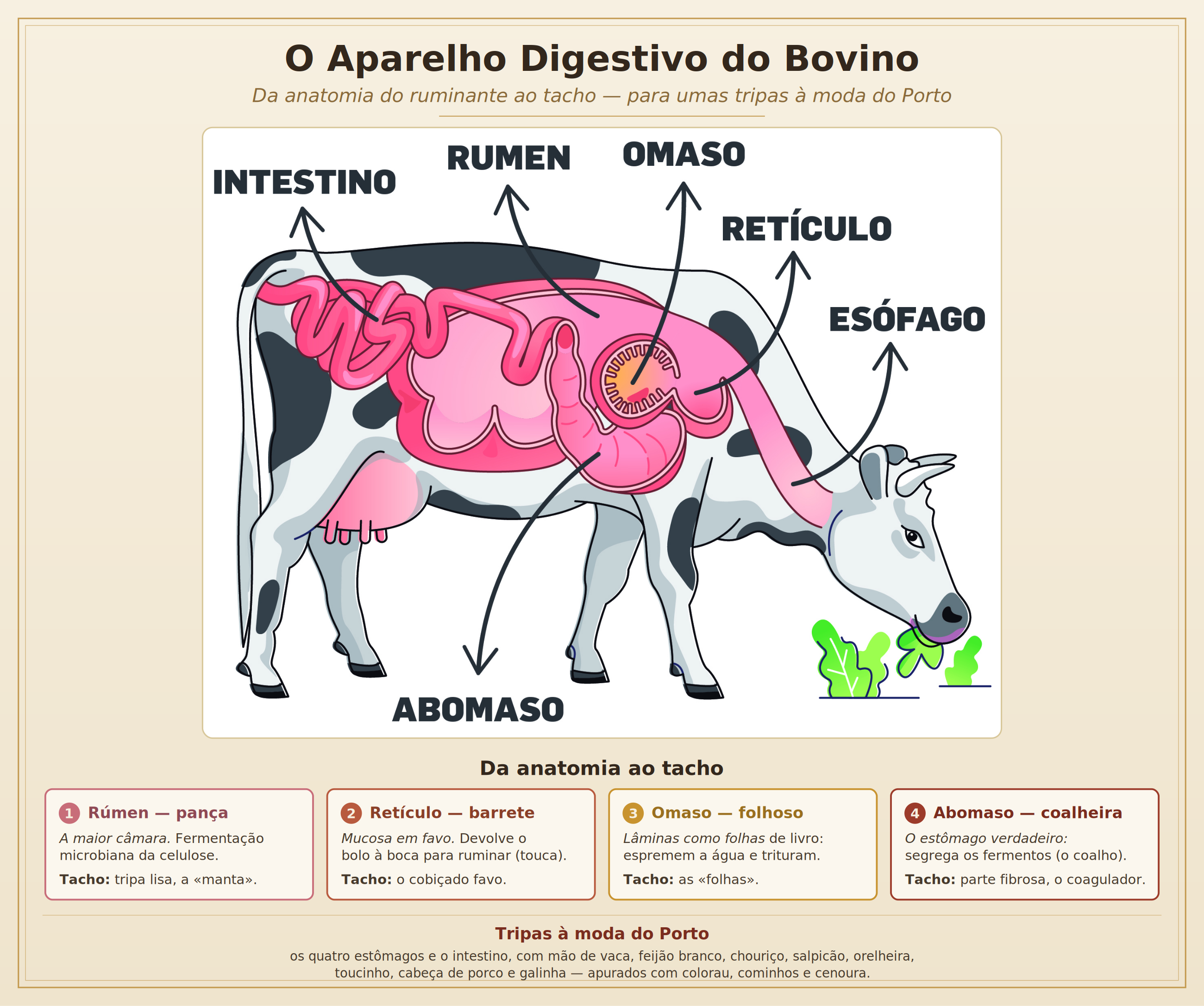 Diagrama do aparelho digestivo do bovino, com os quatro compartimentos gástricos e o intestino, e a correspondência de cada um ao nome usado no tacho